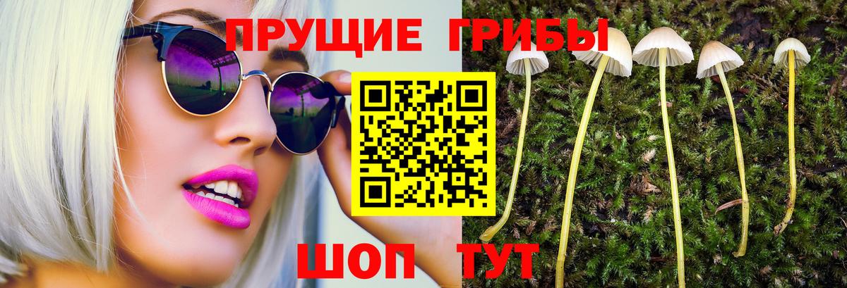 Галлюциногенные грибы Psilocybe Саянск